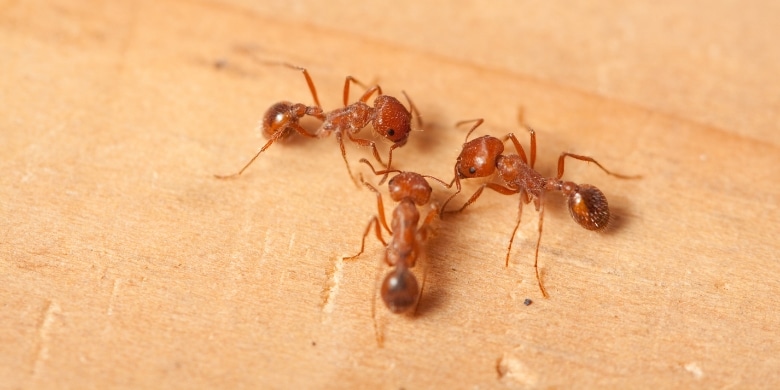 Professional fire ant control treatment on Southeast Texas table — Coastal Exterminating